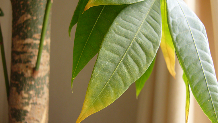 クリニックにふさわしい観葉植物とは Clius クリニック開業マガジン